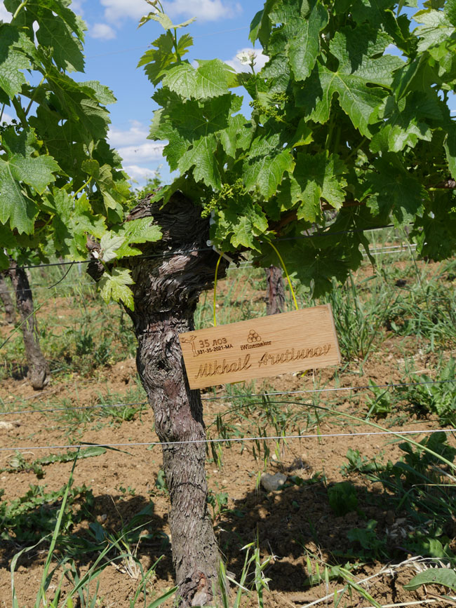 Виноградник на урожай